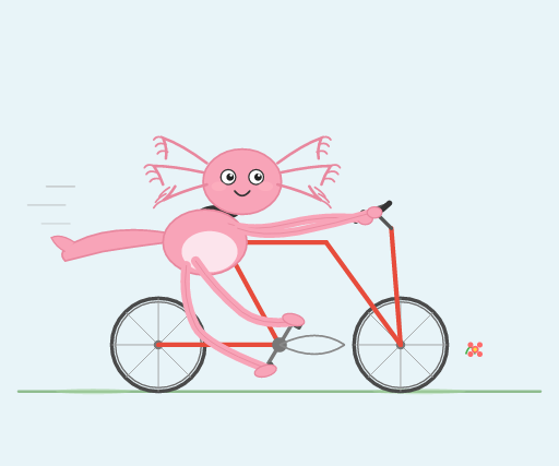 coverage__axolotl_bicycle